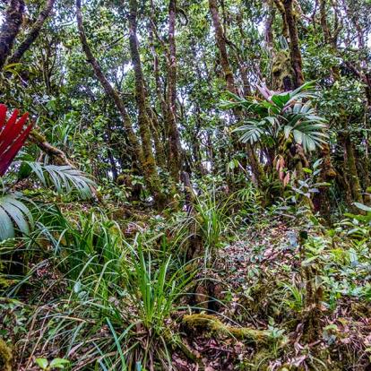 Mahe - Parc National Du Morne Seychellois A Découvrir aux Seychelles - Le Parc national du Morne Seychellois