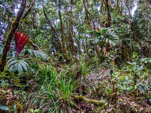 Mahe - Parc National Du Morne Seychellois A Découvrir aux Seychelles - Le Parc national du Morne Seychellois