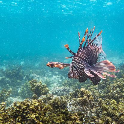 A Découvrir aux Seychelles - L'Île Cocos