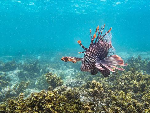 A Découvrir aux Seychelles - L'Île Cocos