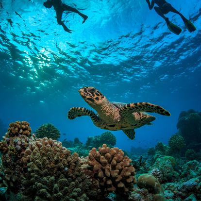 A Découvrir aux Seychelles - L'Île Cocos