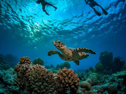 A Découvrir aux Seychelles - L'Île Cocos