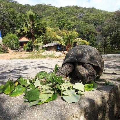 Denis Island A Découvrir aux Seychelles - Denis Island