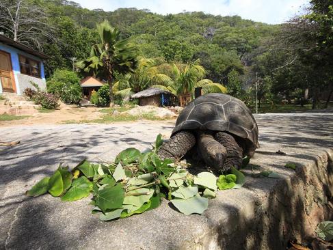 Denis Island A Découvrir aux Seychelles - Denis Island