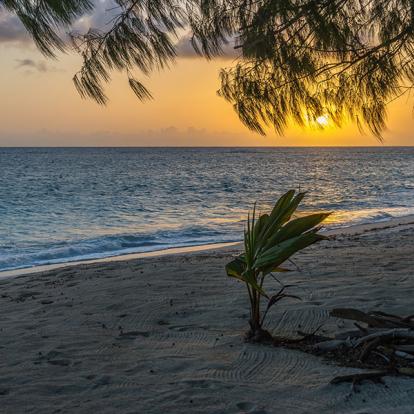Denis Island A Découvrir aux Seychelles - Denis Island