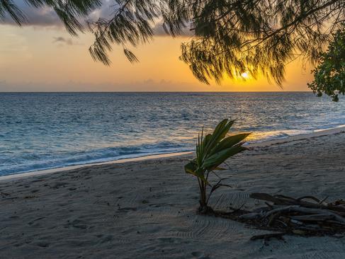 Denis Island A Découvrir aux Seychelles - Denis Island