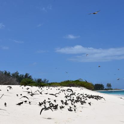 A Découvrir aux Seychelles - Bird Island