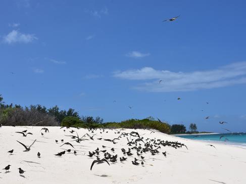 Bird Island A Découvrir aux Seychelles - Bird Island