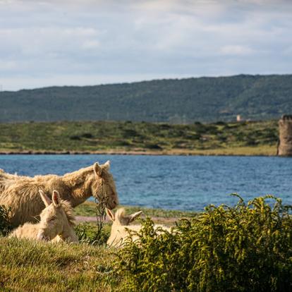Ile De L'Asinara A Découvrir en Sardaigne - Le Parc National de l'Asinara
