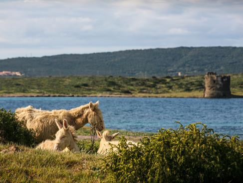 Ile De L'Asinara A Découvrir en Sardaigne - Le Parc National de l'Asinara
