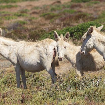 Ile De L'Asinara A Découvrir en Sardaigne - Le Parc National de l'Asinara