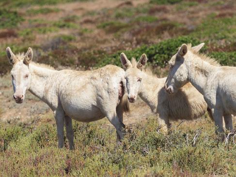 Ile De L'Asinara A Découvrir en Sardaigne - Le Parc National de l'Asinara
