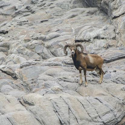 Ile De L'Asinara A Découvrir en Sardaigne - Le Parc National de l'Asinara