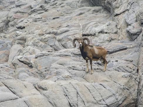 Ile De L'Asinara A Découvrir en Sardaigne - Le Parc National de l'Asinara