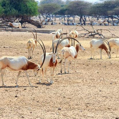 A Découvrir aux Emirats Arabes Unis - Sir Bani Yas Island