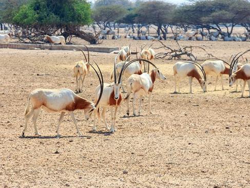 A Découvrir aux Emirats Arabes Unis - Sir Bani Yas Island