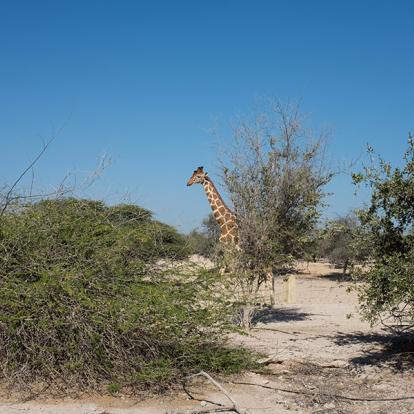 A Découvrir aux Emirats Arabes Unis - Sir Bani Yas Island
