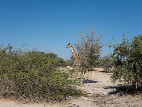 A Découvrir aux Emirats Arabes Unis - Sir Bani Yas Island