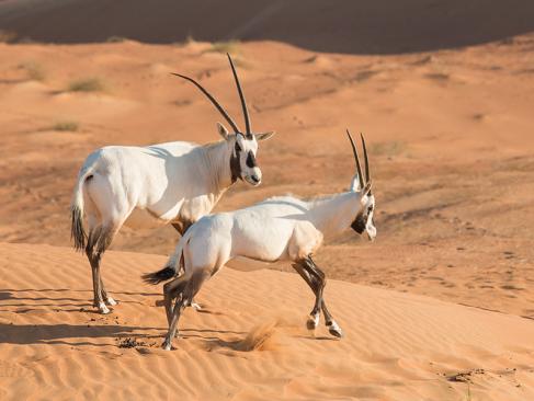 A Découvrir aux Emirats Arabes Unis - Liwa