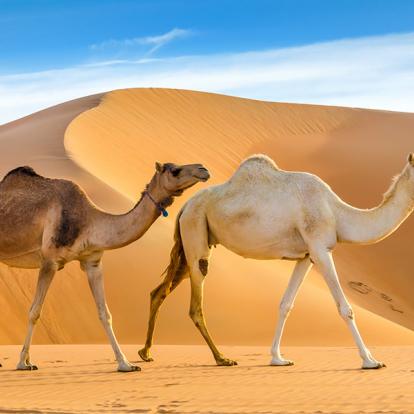 A Découvrir aux Emirats Arabes Unis - Liwa