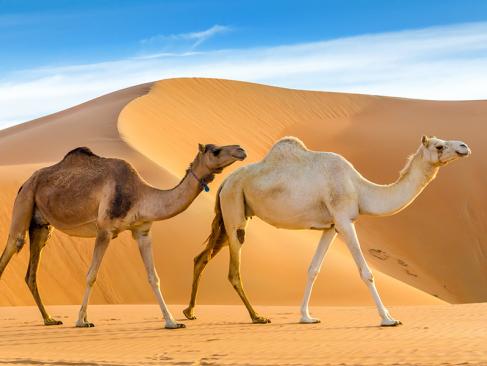 A Découvrir aux Emirats Arabes Unis - Liwa