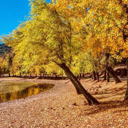 A Découvrir au Maroc - La forêt d'Ifrane