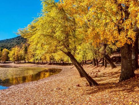 A Découvrir au Maroc - La forêt d'Ifrane