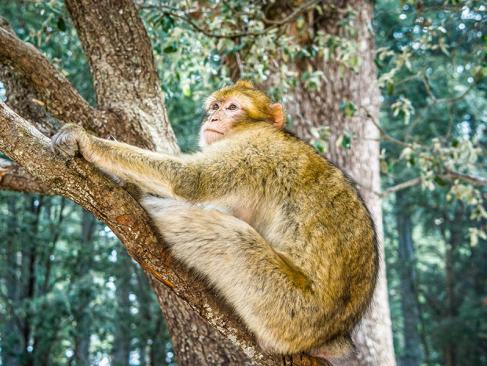 A Découvrir au Maroc - La forêt d'Ifrane