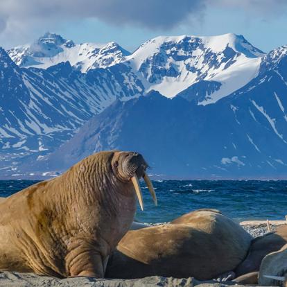 Walrus Bull - Svalbard A Découvrir en Norvège - L'archipel du Svalbard