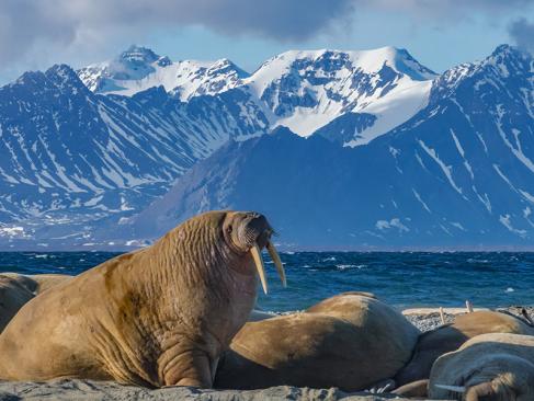 Walrus Bull - Svalbard A Découvrir en Norvège - L'archipel du Svalbard