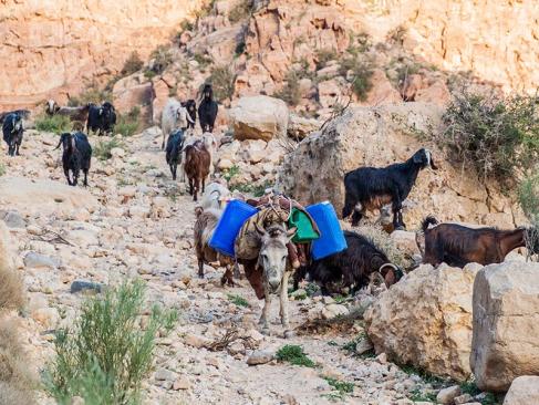 Wadi Dana Canyon Dans A Réserve Naturelle De Dana A Découvrir en Jordanie - La réserve naturelle de Dana