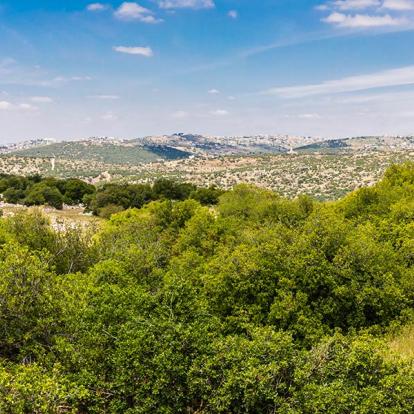 Sentier Des Chevreuils Dans La Réserve Forestière D'Ajloun En Jordanie A Découvrir en Jordanie - Ajlun