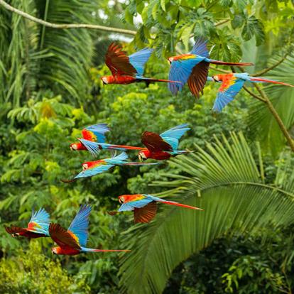 Parc national de Manu A Découvrir au Pérou - Puerto Maldonado