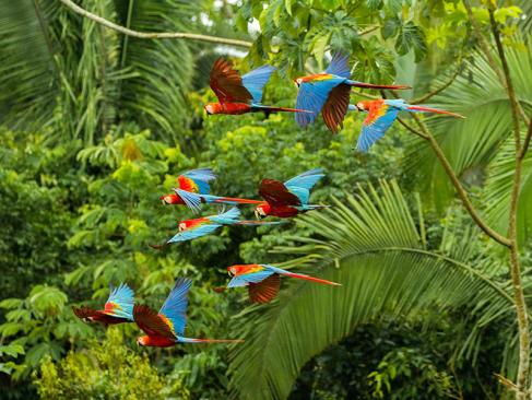 Parc National De Manu A Découvrir au Pérou - Puerto Maldonado