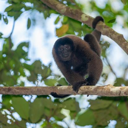 A Découvrir au Pérou - Parc National de Manú
