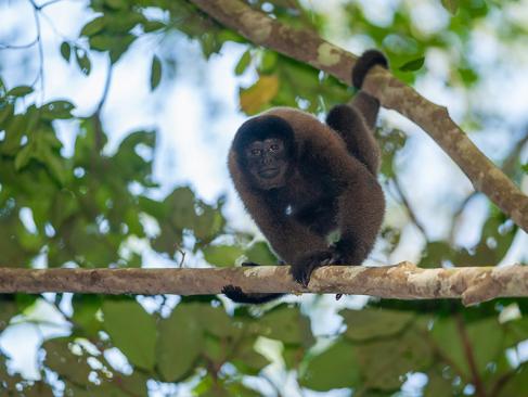A Découvrir au Pérou - Parc National de Manú