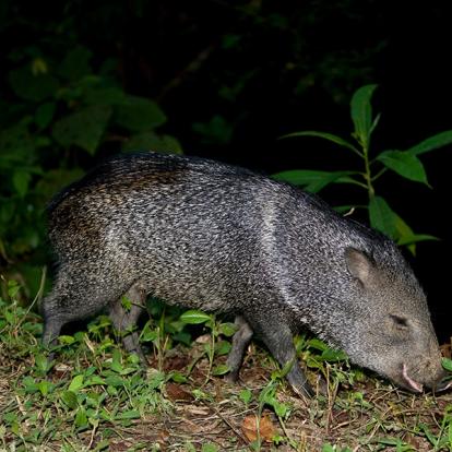 A Découvrir au Pérou - Parc National de Manú