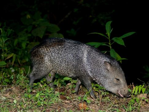 A Découvrir au Pérou - Parc National de Manú