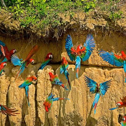 A Découvrir au Pérou - Parc National de Manú