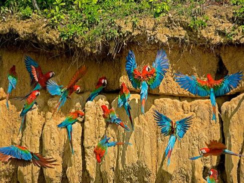 A Découvrir au Pérou - Parc National de Manú