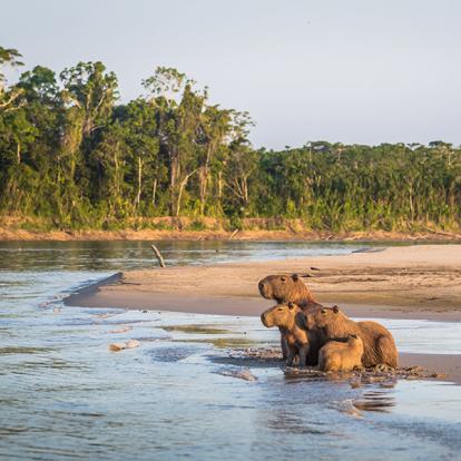 A Découvrir au Pérou - Parc National de Manú