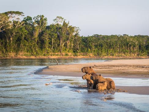 A Découvrir au Pérou - Parc National de Manú