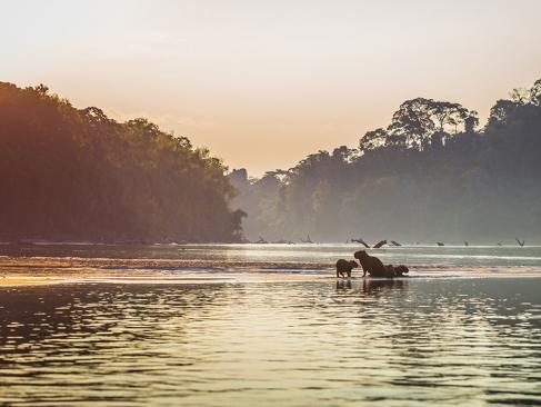 A Découvrir au Pérou - Parc National de Manú