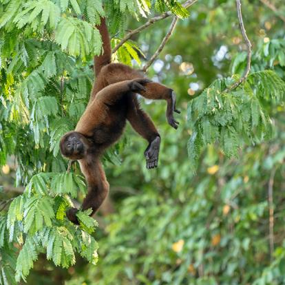 A Découvrir au Pérou - La Réserve nationale de Pacaya-Samiria