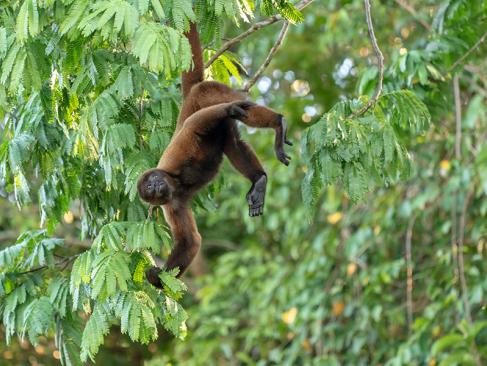 A Découvrir au Pérou - La Réserve nationale de Pacaya-Samiria