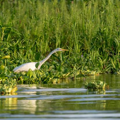 A Découvrir au Pérou - La Réserve nationale de Pacaya-Samiria