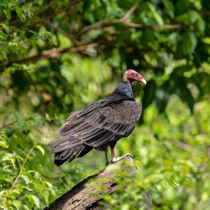 A Découvrir au Pérou - La Réserve nationale de Pacaya-Samiria
