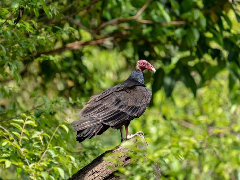 A Découvrir au Pérou - La Réserve nationale de Pacaya-Samiria