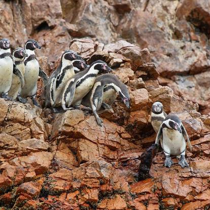 Islas Ballestas A Découvrir au Pérou - Les Islas Ballestas