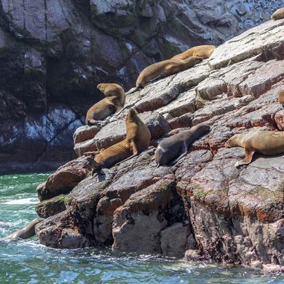 Islas Ballestas A Découvrir au Pérou - Les Islas Ballestas